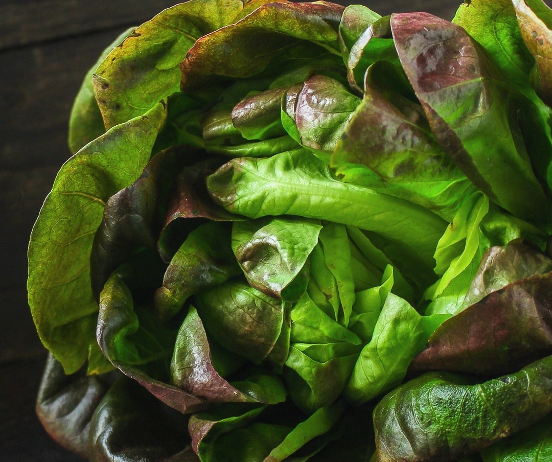 Burgundy Boston Butterhead Lettuce Seeds 300 Heirloom Lettuce Seeds