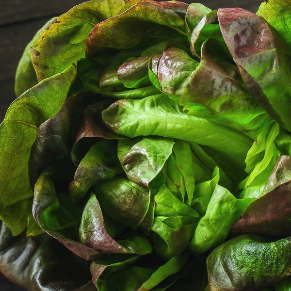 Burgundy Boston Butterhead Lettuce Seeds - 300 Heirloom Lettuce Seeds, Non GMO, Open Pollinated, Gardener Gift Idea, Resealable Seed Packet