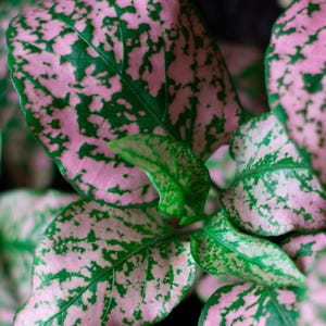 The Easy to grow compact and bushy plants are ideal for containers, terrariums, and partially shaded garden areas. They are also great for beginner and experienced gardeners!