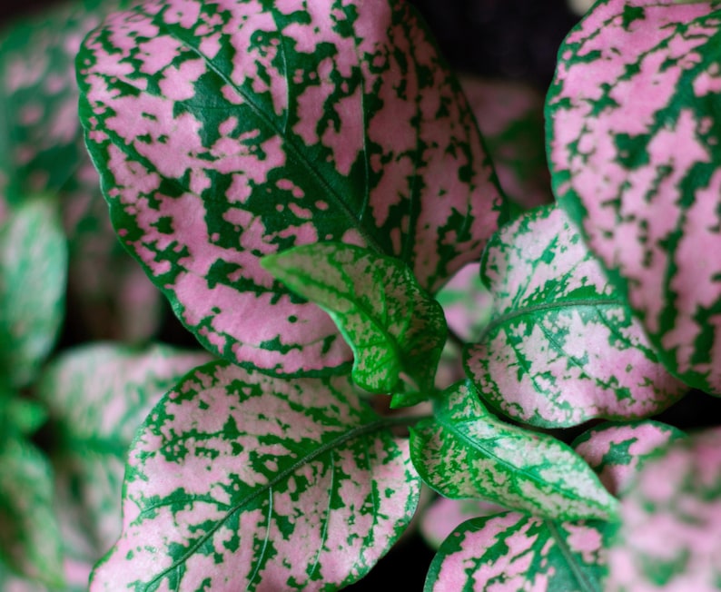 The Easy to grow compact and bushy plants are ideal for containers, terrariums, and partially shaded garden areas. They are also great for beginner and experienced gardeners!