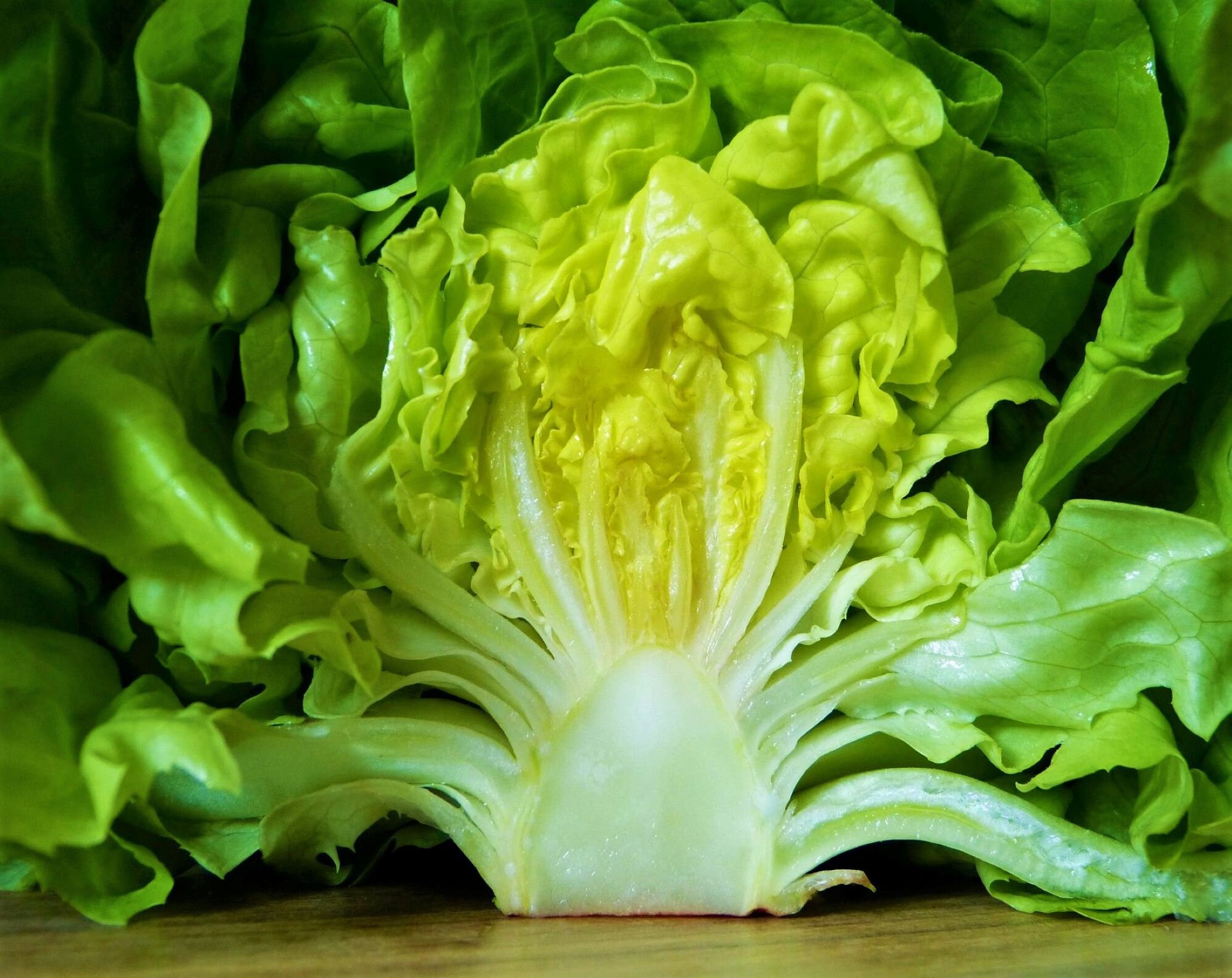 500 White Boston Butterhead Lettuce Seeds / Lettuce Seeds / Etsy