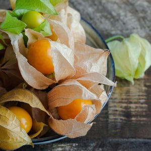 Cape Gooseberry Seeds, Peruvian Ground Cherry, Physalis peruviana, Open Pollinated Heirloom Fruit