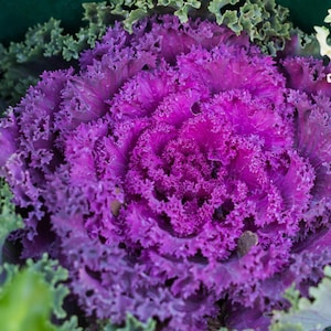 Pink Ornamental Kale Garden Seeds, Kamome Flowering Cabbage, Brassica oleracea
