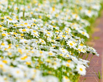 Creeping Daisy 100+ Seeds, Mini Marguerite Flower, Heirloom, Ground Cover