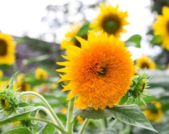 Dwarf Sungold Teddy Bear Sunflower Seeds - Heirloom Beneficial Container Flower