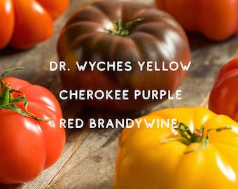 Heirloom Tomato Seeds Tricolor Rainbow Mix - Dr Wyches, Cherokee Purple, and Red Brandywine