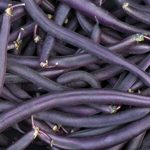 Royal Burgundy Bush Bean Seeds, Purple Snap Beans for Planting, Non GMO, Open Pollinated, Heirloom Vegetable Seed