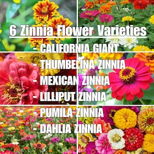 Zin Master Zinnia Seed Mix: Heirloom Cut Flowers, Pollinator Garden Companion Plant