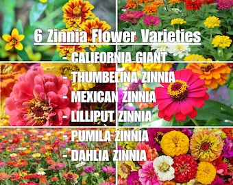 Zin Master 140+ Zinnia Seed Mix - Heirloom Cut Flowers and Pollinator Garden Companion Plant