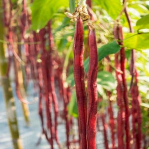 Red Noodle Bean Seeds: Heirloom Chinese Yard Long Climbing Vegetable