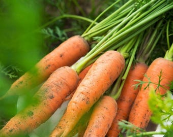 Scarlet Nantes 500+ Gourmet Carrot Seeds - Heirloom Vegetable, Non GMO and Open Pollinated