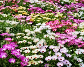200+ Livingston Daisy Seeds Ice Plant - Ground Cover Low Growing Flower Mix, Mesembryanthemem criniflorum