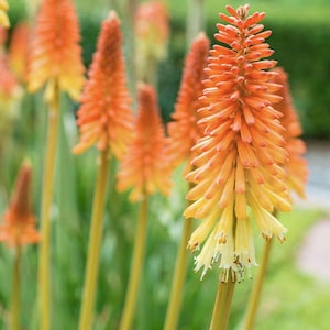 Torch Lily Flamenco Kniphofia uvaria Seeds - Red Hot Poker, Perennial Hummingbird Plant