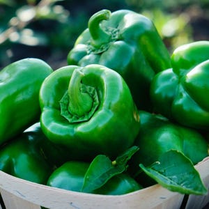 California Wonder Sweet Pepper 100 Seeds - Heirloom Vegetable, Home Garden