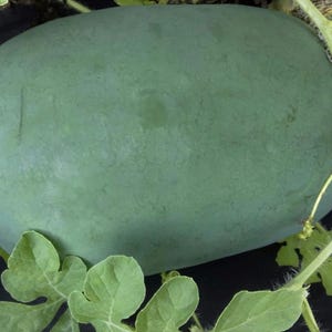 Bush Sugar Baby Watermelon Seeds, Icebox Melon, Heirloom Fruit Seeds, Open Pollinated, Non GMO