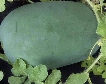 Watermelon Seed Collection For Planting - Summer Favorite – Sow Right Seeds