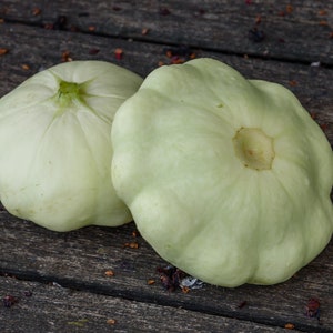 Pattypan Squash Seeds, White Scallop Bush Summer Squash, Heirloom Vegetable Seeds for Planting
