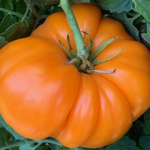 Kellogg Breakfast Heirloom Tomato Seeds, Indeterminate, Large Orange Beefsteak