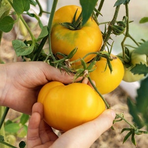 30+ Dr Wyches Tomato Seeds, Heirloom, Large Beefsteak, Open Pollinated