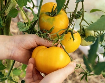 30+ Dr Wyches Tomato Seeds, Heirloom, Large Beefsteak, Open Pollinated