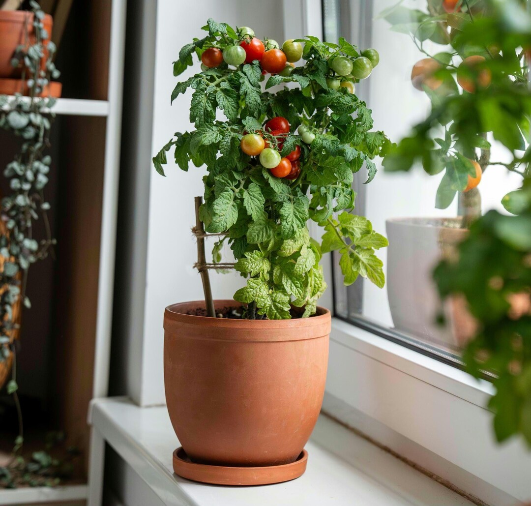 Tiny Tim Miniature Tomato Seeds: Dwarf Heirloom Cherry, Container