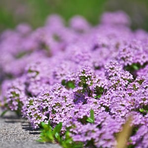 100+ Creeping Thyme Seeds, Magic Carpet, Perennial Ground Cover, Thymus serpyllum, Edible Ornamental Herb, Gardener Gift