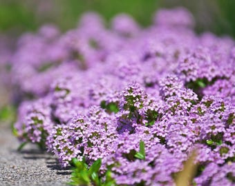 Creeping Thyme 100+ Seeds - Perennial Ground Cover, Edible Ornamental Herb, Thymus serpyllum, Magic Carpet