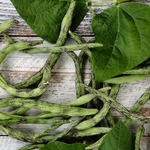Rattlesnake Pole Bean Seeds, Snap and Shelling Beans for Planting, Vegetable, Runner Bean, Phaseolus Vulgaris