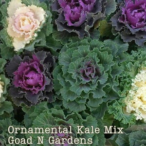 50+ Ornamental Flowering Kale Seed Mix, Multi Color Ornamental Cabbage, Brassica oleracea