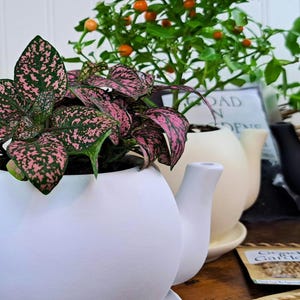 The delightful "Polka Dot Plant," is known for its charming leaves that are speckled with a striking, bright pink pattern against a deep green background