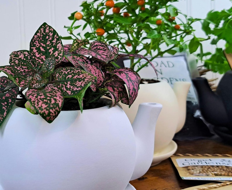 The delightful "Polka Dot Plant," is known for its charming leaves that are speckled with a striking, bright pink pattern against a deep green background