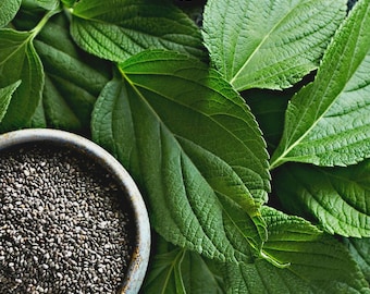 200+ Chia Seeds, Salvia hispanica, Edible Houseplant, Chia Pet, Superfood, Heirloom