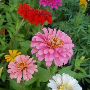 Dwarf Thumbelina Zinnia Seeds: Heirloom Vegetable Garden Companion Plant, Pollinator Flower (100+ Seeds)