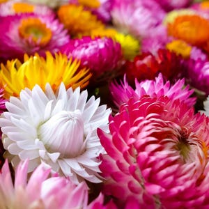 May include: A close-up of a collection of colorful flowers. The flowers are in shades of white, pink, red, orange, and yellow. The petals are layered and textured, creating a vibrant and eye-catching display.