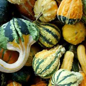 Fancy and Autumn Wing Ornamental Gourd Seeds, Small and Medium, Rare Mix