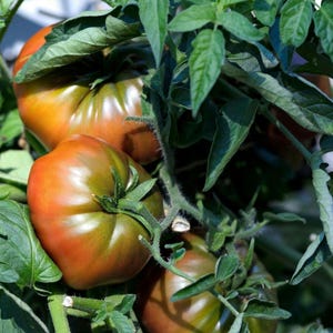 Cherokee Purple Heirloom Tomato Seeds: Non-GMO and Open Pollinated