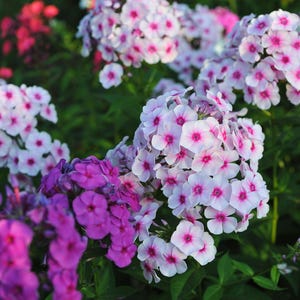 150 Phlox Seed Mix - Annual Phlox Drummondii, Dwarf Heirloom USA Native Border Flower