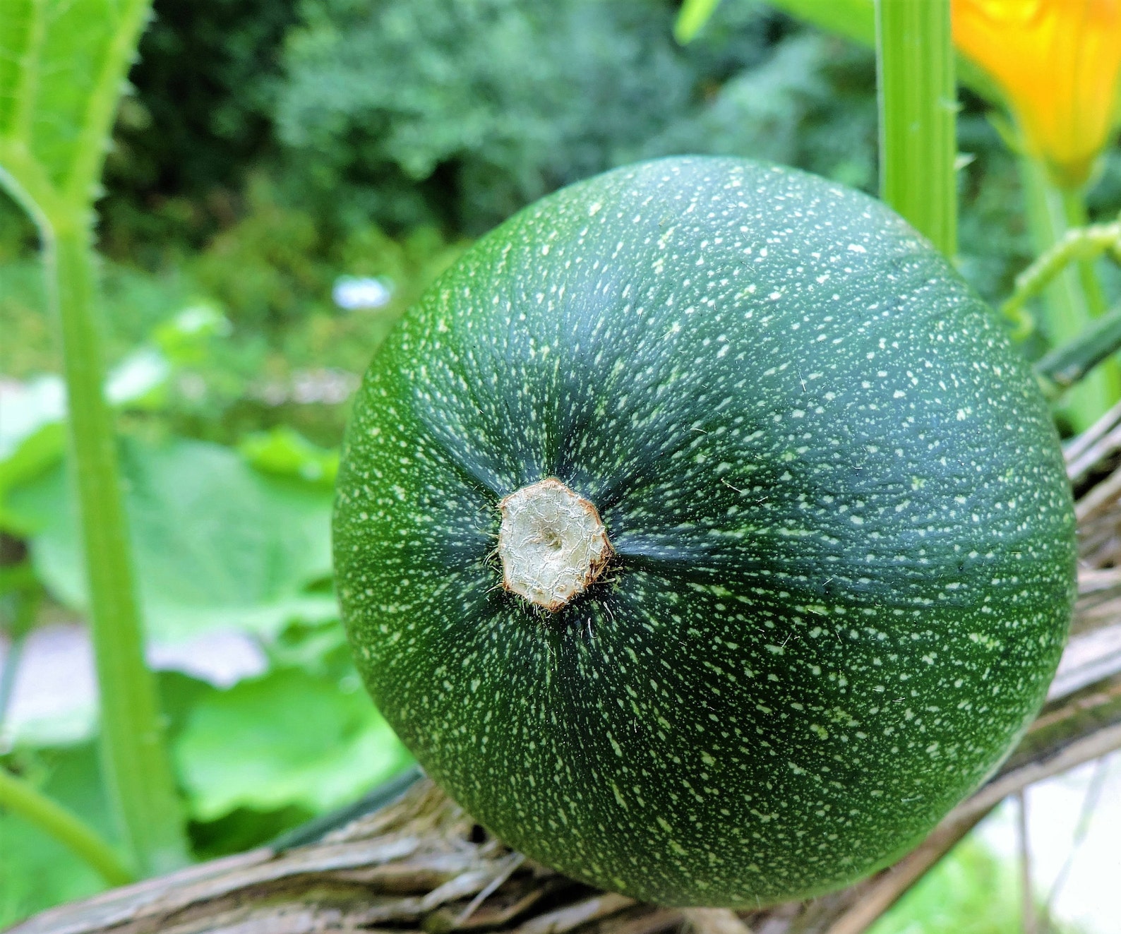 Round Zucchini Squash Heirloom Vegetable Seeds Summer Squash Etsy