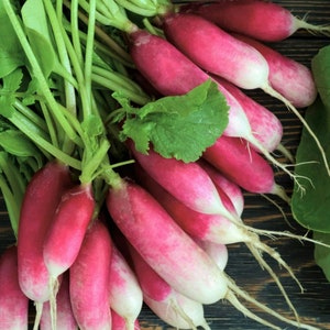 French Breakfast Radish Seeds: Heirloom Non GMO, 200+ Seeds
