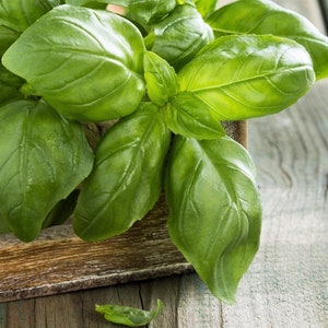 150+ Genovese Basil Seeds, Container Garden Heirloom Herb
