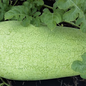 Charleston Grey Watermelon Seeds, Rare Fruit Variety, Non GMO, Open Pollinated