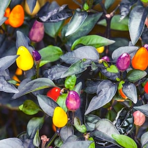 Autumn Time Ornamental Pepper Seeds, Decorative, Container Friendly, Gardener Gift Idea