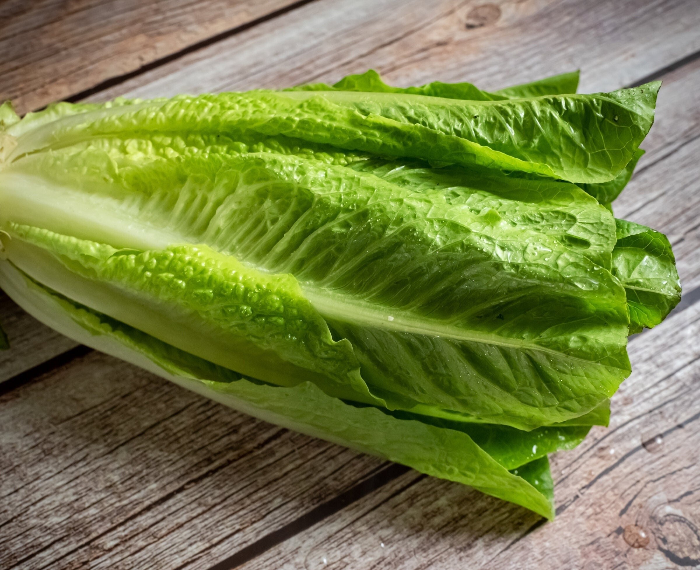 Park Island Romaine Lettuce 1000 Seeds Organic Seeds Fresh Garden Park Island Romaine Lettuce 1000 Seeds Organic Seeds Fresh Garden