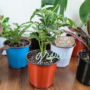 May include: A collection of potted plants in various colors, including blue, orange, and white. The plants have green foliage and are in plastic pots. One pot has a sign that reads "PLANTS MAKE ME HAPPY". A wire word "grow" is in the orange pot.