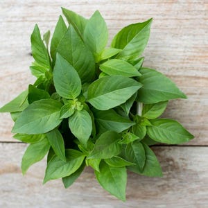 150 Lemon Basil Seeds, Heirloom Herb, Ocimum Basilicum Citriodorum, Hoary Basil, Open Pollinated