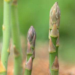Mary Washington Asparagus Seeds: Heirloom Perennial Vegetable
