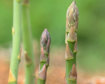 Mary Washington Asparagus Seeds - Perennial Heirloom Vegetable