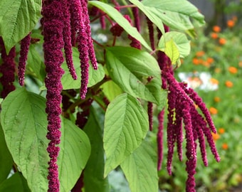 Love Lies Bleeding 100 Amaranth Seeds - Edible Ornamental Heirloom Cut Flower