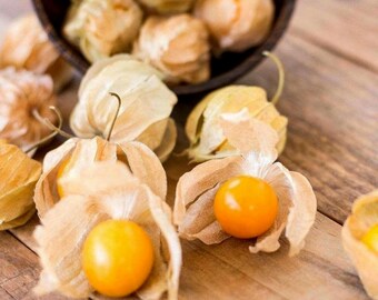 150+ Pineapple Ground Cherry Seeds, Aunt Mollys, Heirloom Fruit, Physalis pruinosa, Open Pollinated
