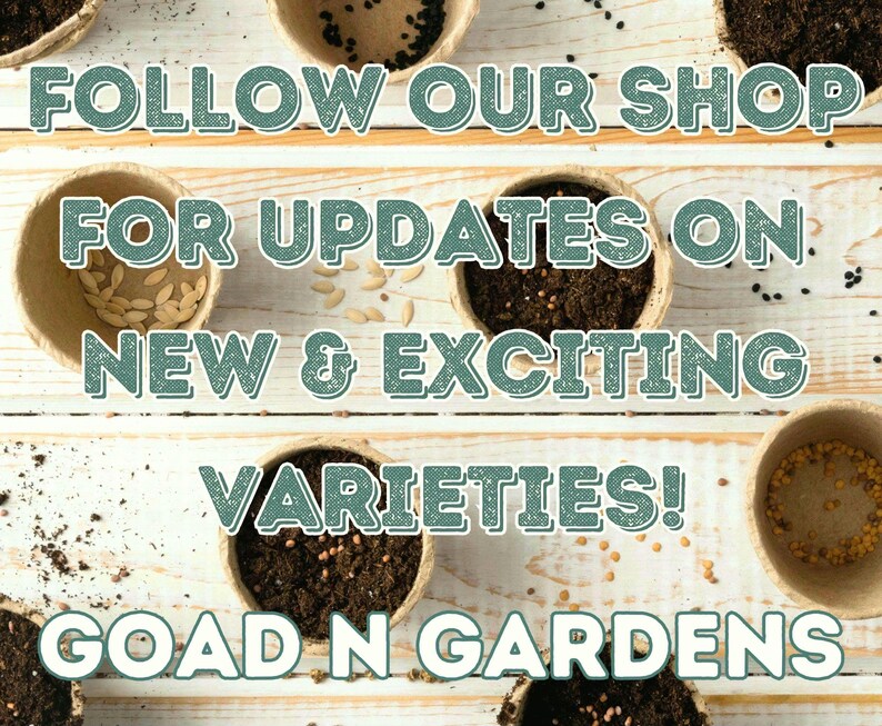 Thank you for supporting our small business! Goad N Gardens. Helping To Grow Your Golden Garden One Seed At A Time. Follow our shop for updates on new seed varieties.